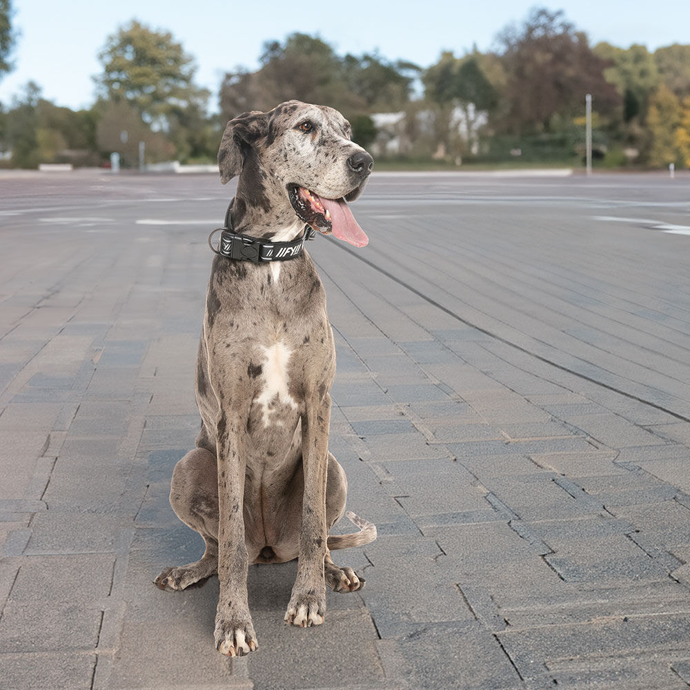 FuzzYard Active Hunde-Halsband Bild 3