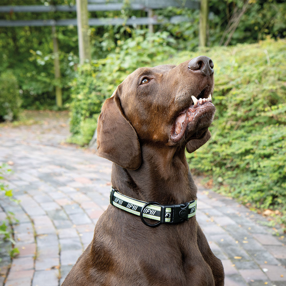 FuzzYard Active Hunde-Halsband Bild 4